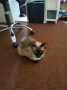 Katze Mama1